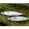 Fish Fish Pacific MacKerel WR Taille 300-500G